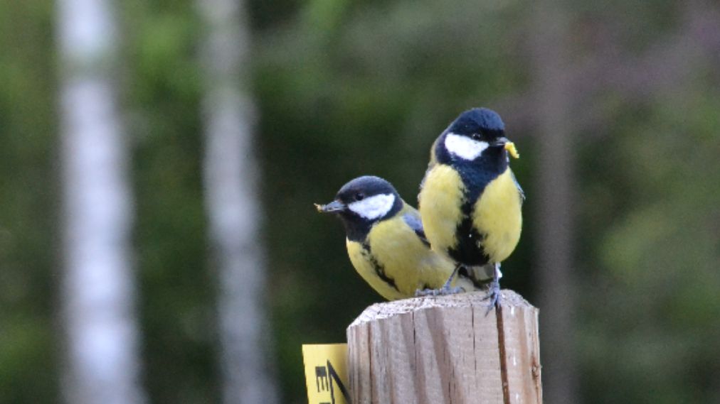 Ferienprogramm Vogelschützer für Kinder