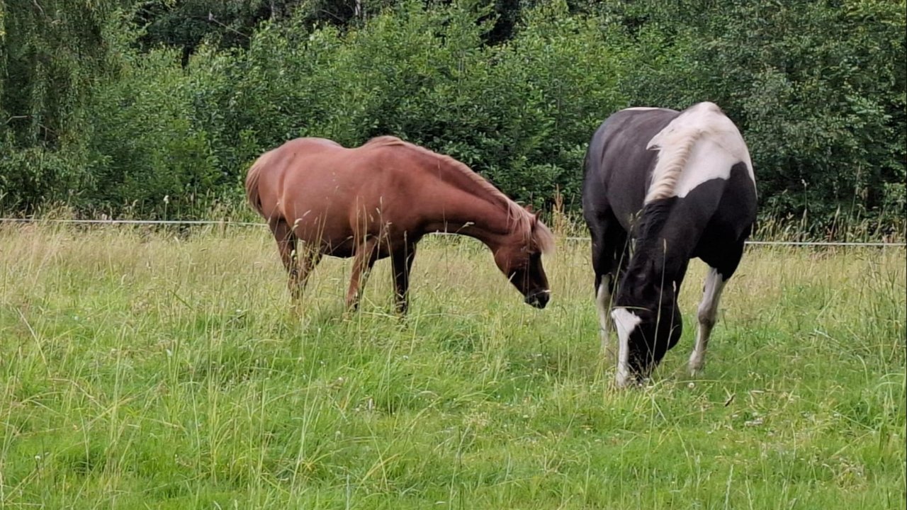 Der PonyGarten