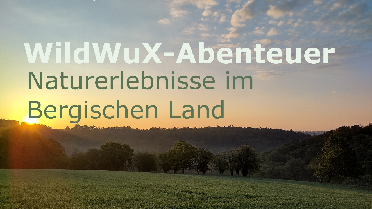 WildWuX-Abenteuer