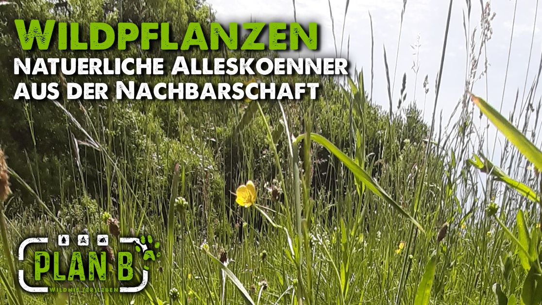 Wildpflanzen-Wanderung