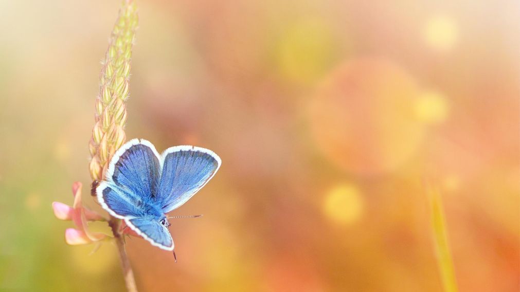 Individuelle Visionssuche und Vision Quest Kurs für Frauen